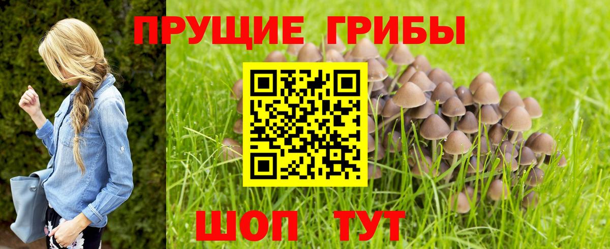 Псилоцибиновые грибы Cubensis Бердск